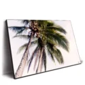 Tropical Palm Trees #2