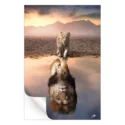 Lion Reflection #3
