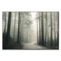 Winding road through a misty northwest forest with tall trees.