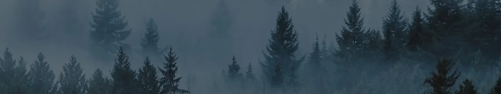 Wall art featuring fog descending over evergreen forest trees
