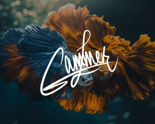 Close Up of Two Beta Fish - one Blue the other Yellow with Zenja Gammer Signature in White