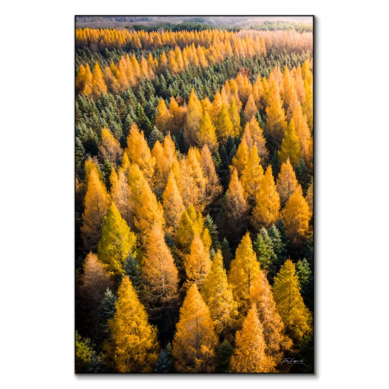 Tamaracks Vibrant Wall Art by Michigan Sky Media