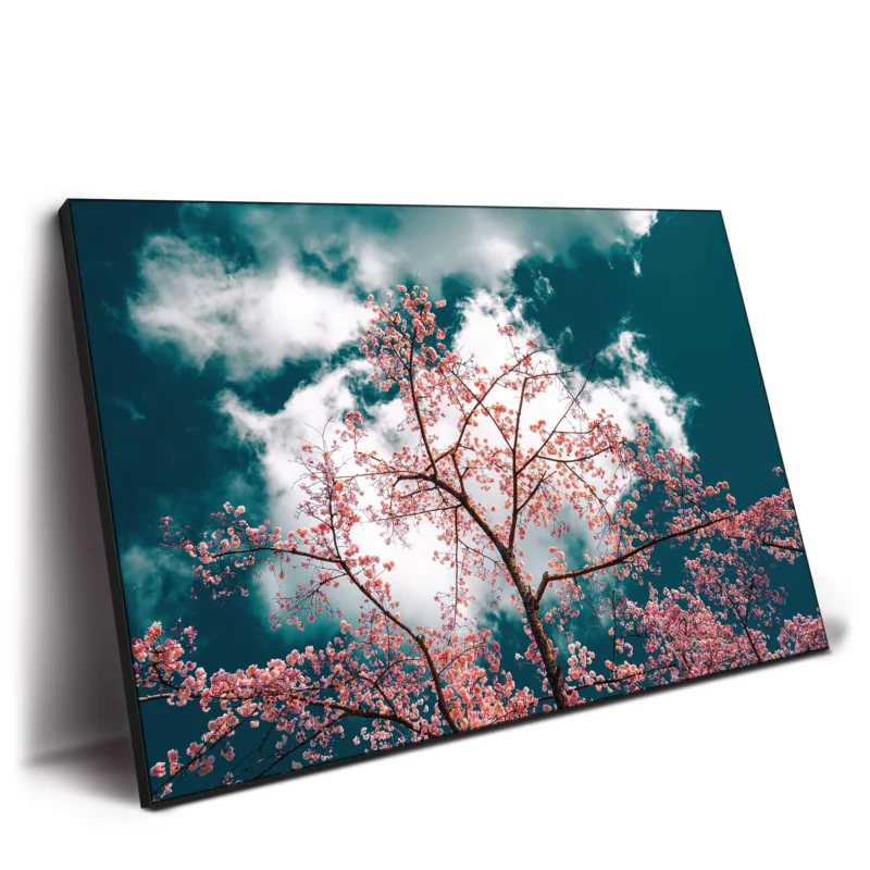 Cherry blossoms in full bloom against a turquoise sky with drifting clouds.
