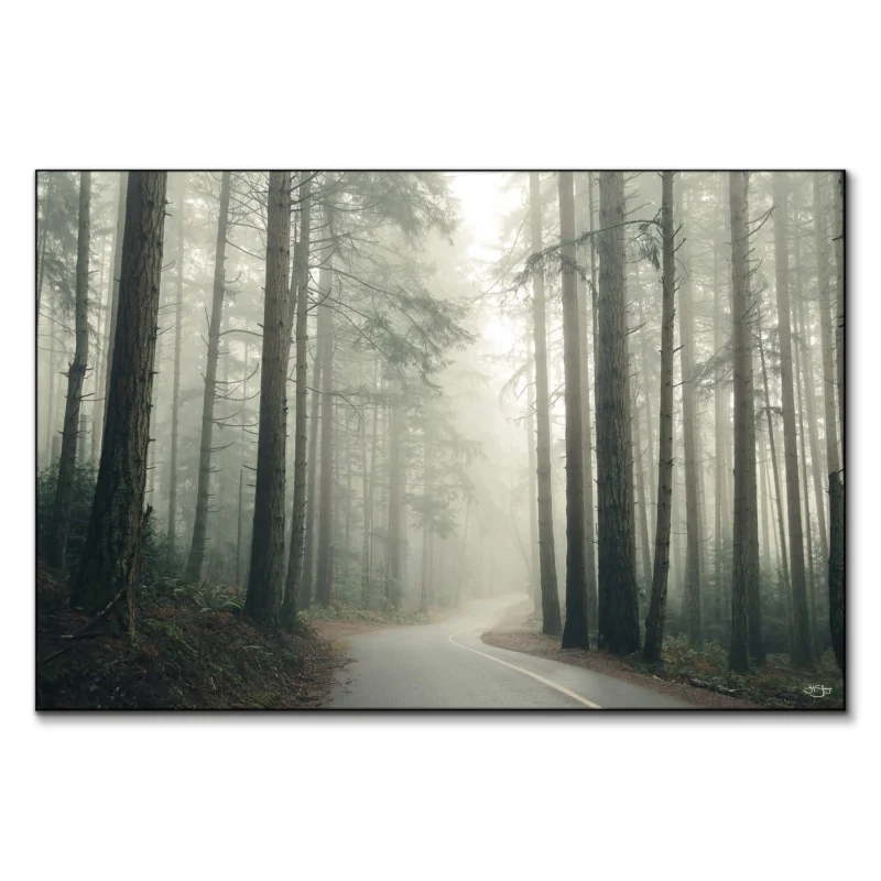 Winding road through a misty northwest forest with tall trees.