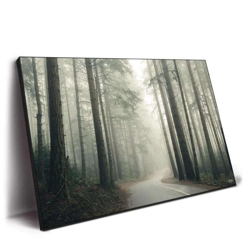 Winding road through a misty northwest forest with tall trees.