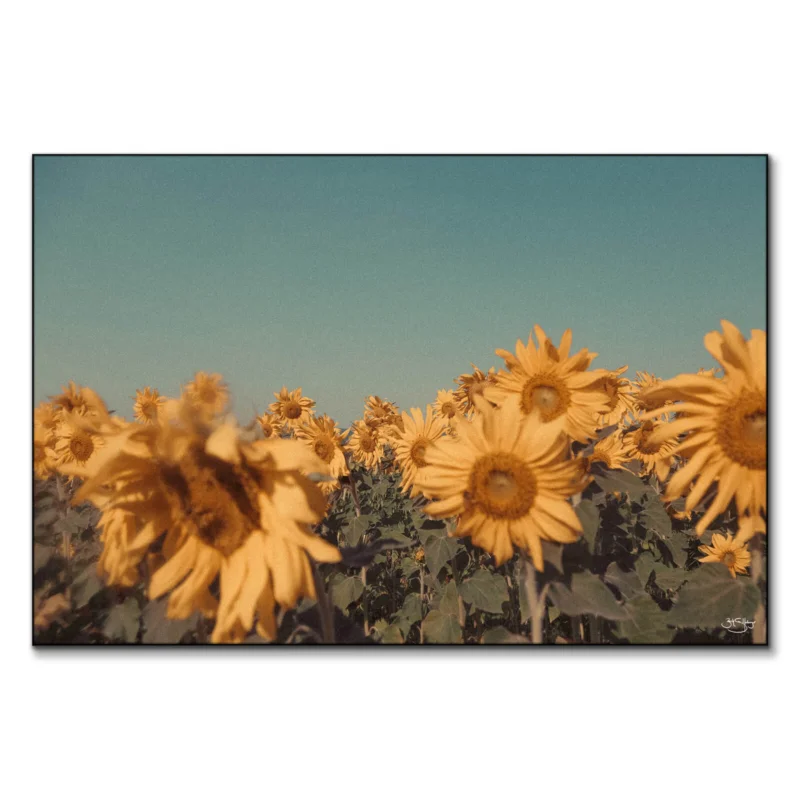 Sunflowers Warm Wall Art by Zachary Snellenberger