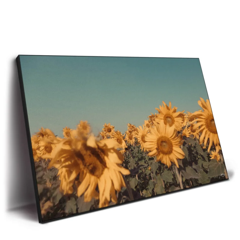 Sunflowers Warm Wall Decor by Zachary Snellenberger