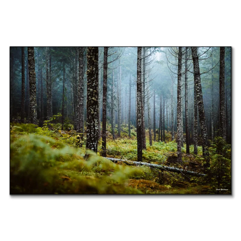 Wooded Escape Dark Wall Art by Jared Q. Gunderson